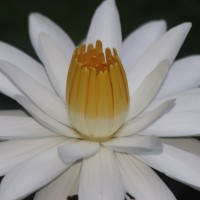 Nymphaea pubescens Willd.